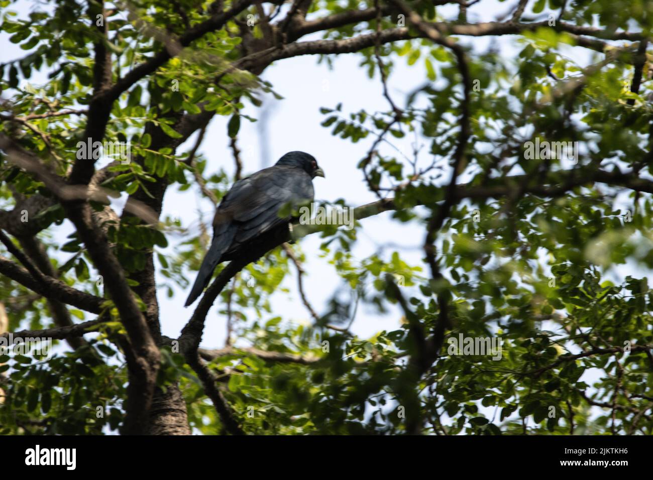 Eine Nahaufnahme des Kuckucksvogels, der auf einem Baumzweig mit grünen Blättern vor einem hellen Himmel sitzt Stockfoto