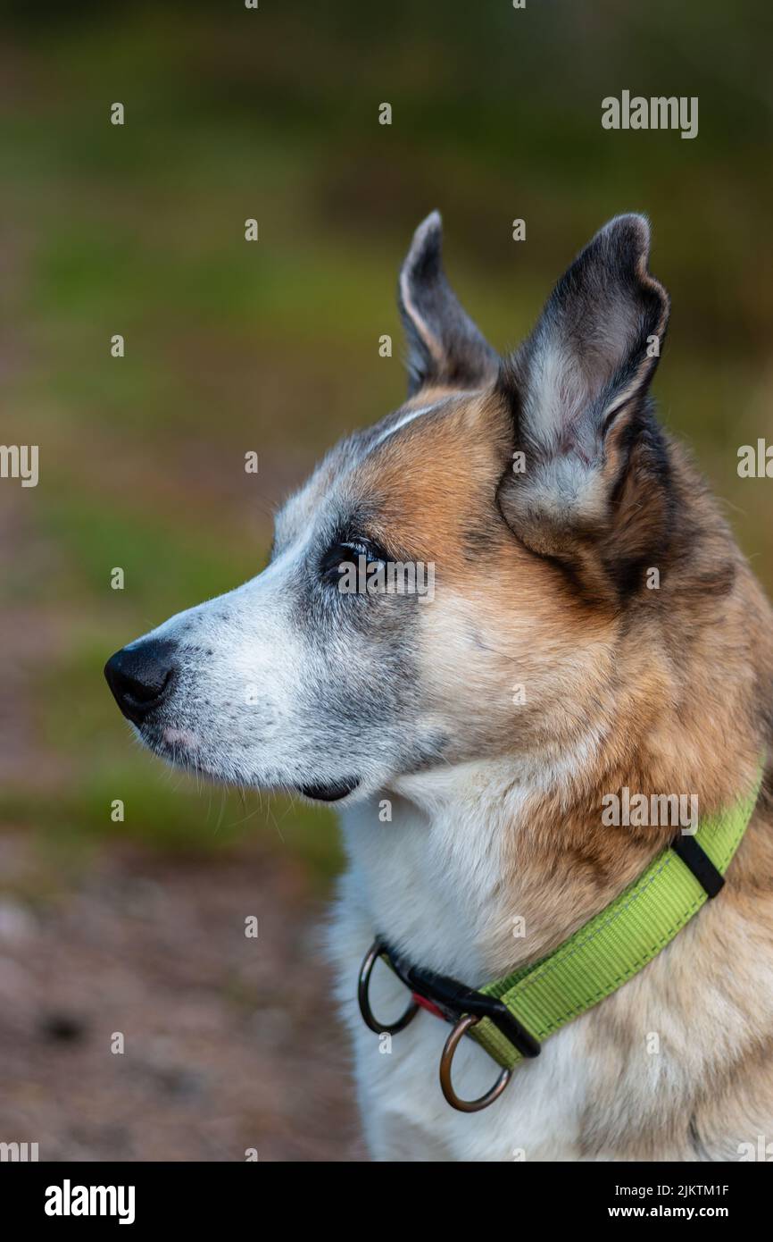 Portrait einer Alaskan Husky Mischrasse Stockfoto