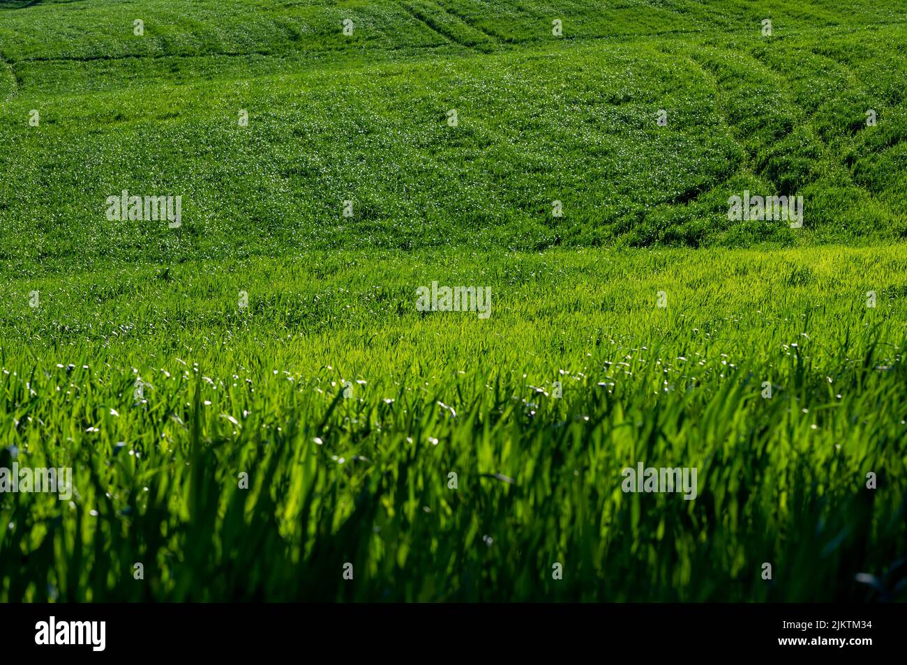 Ein grünes Weizenfeld auf den Hügeln von Pesaro an einem sonnigen Tag Stockfoto