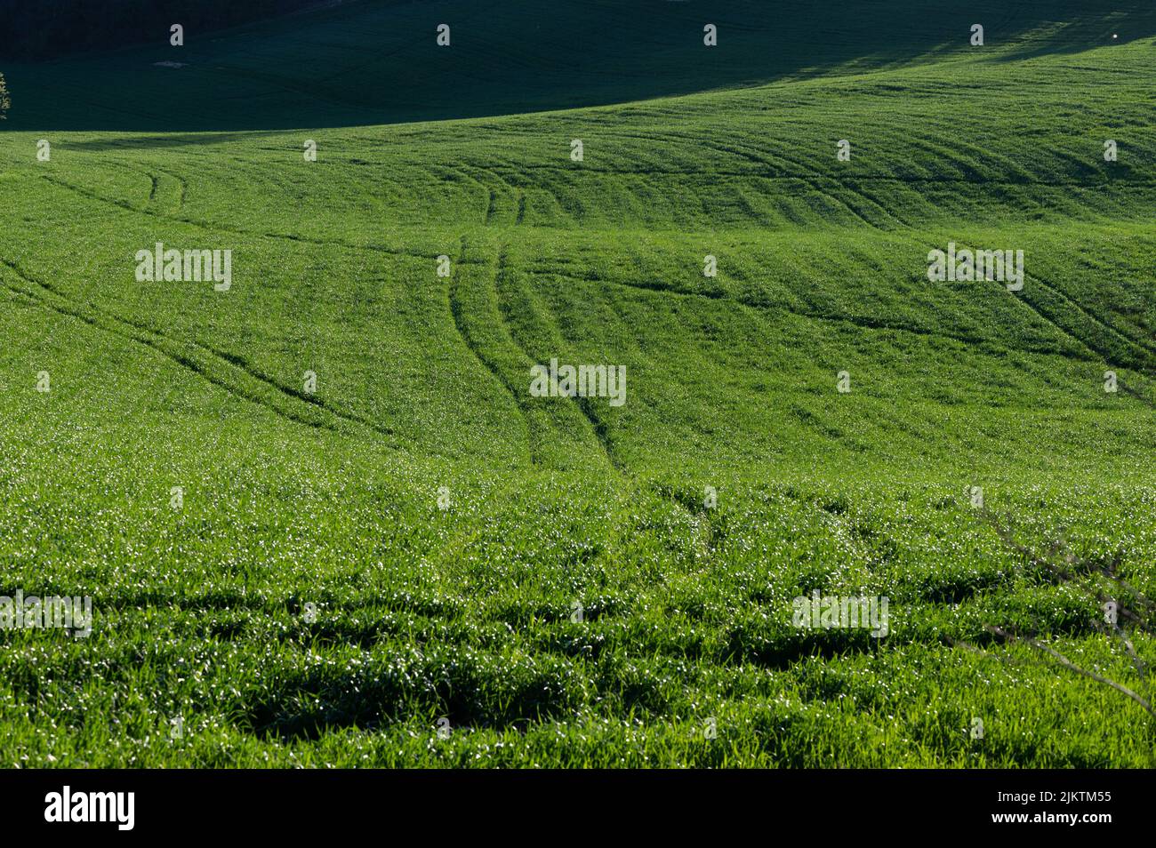 Ein grünes Weizenfeld auf den Hügeln von Pesaro an einem sonnigen Tag Stockfoto