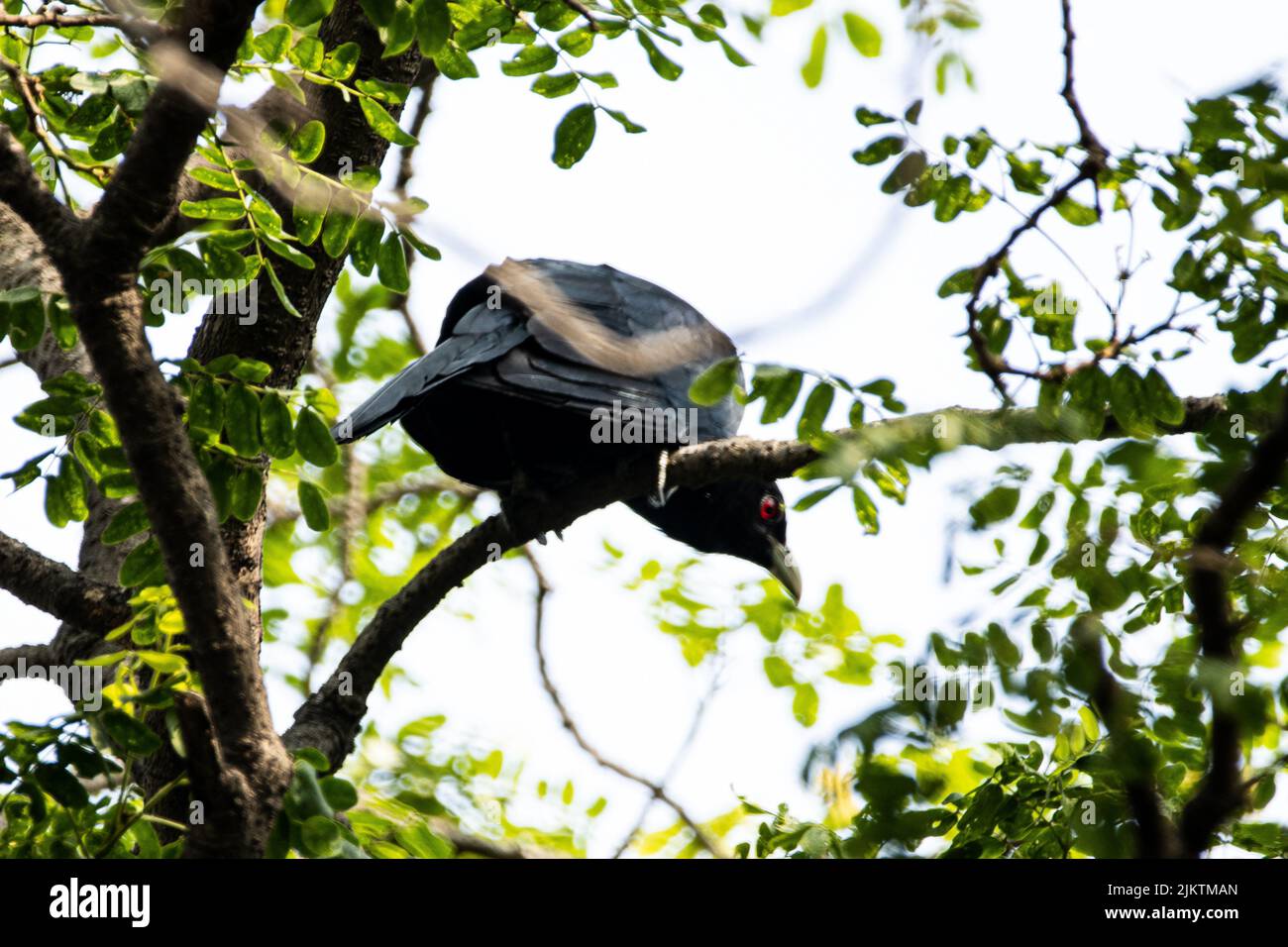 Eine Nahaufnahme des metallischen Starens, aplismetallica, auch bekannt als der glänzende Star. Stockfoto