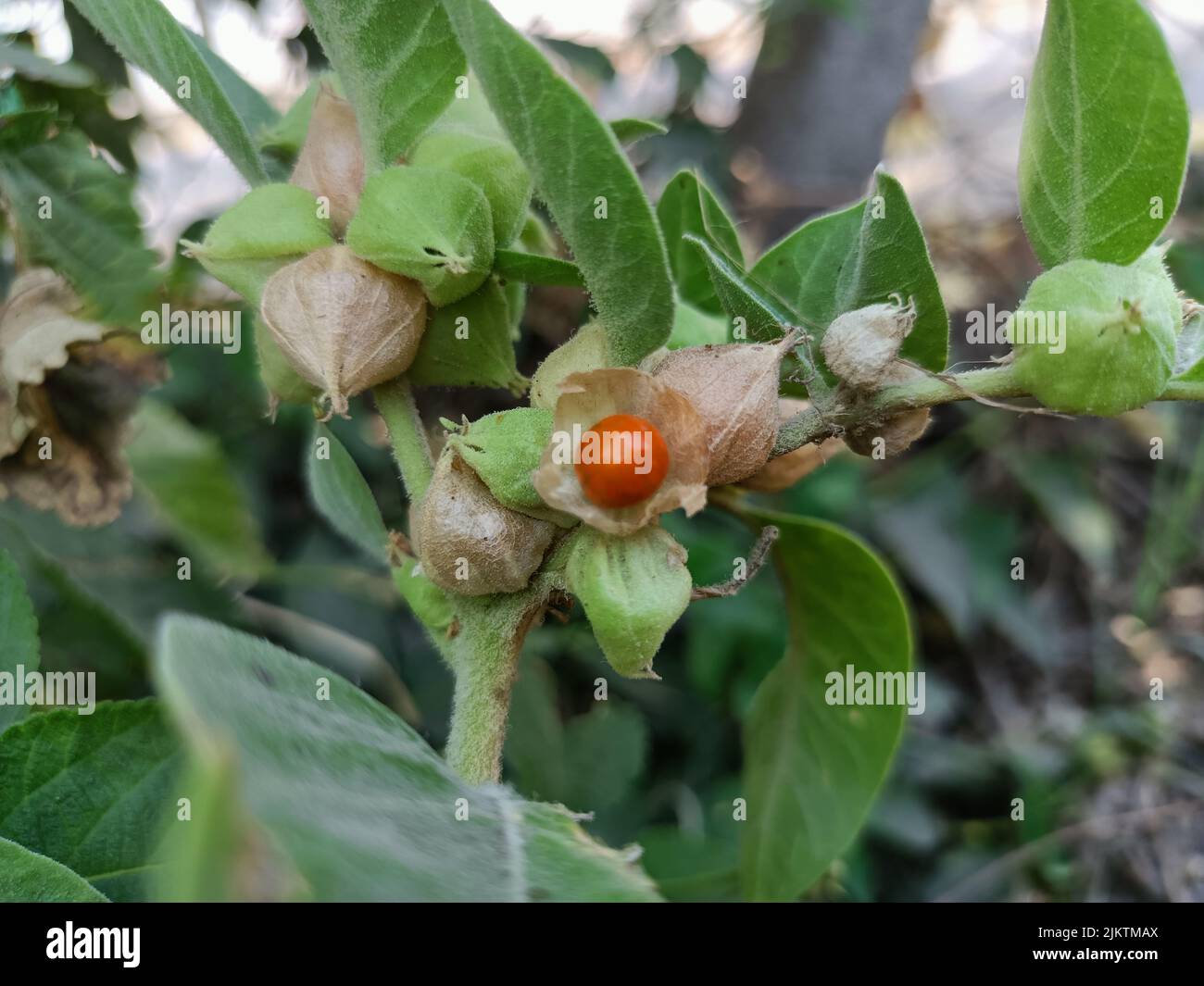 Withania somnifera, ashwagandha Pflanze, Winterkirsche, indische Stachelbeere, Gift Stachelbeere ist ayurvedische Heilpflanzen in indischen ist medizinische plany Stockfoto