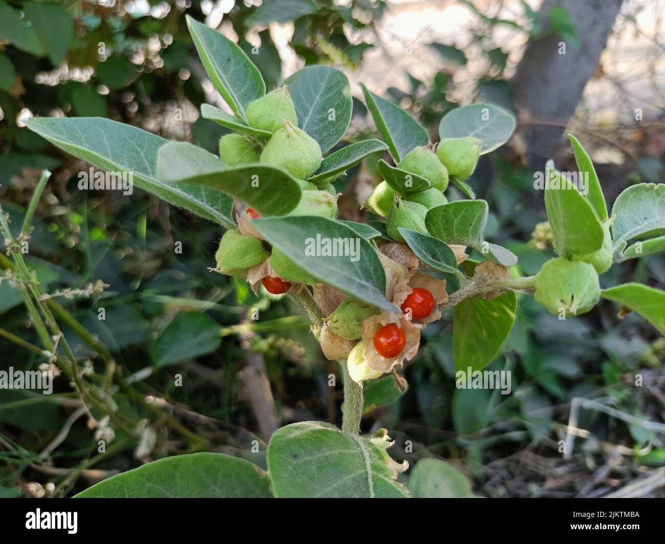 Ashwagandha grüne Pflanzen wachsen im Garten. Withania somnifera geht aus. Indischer Ginseng, giftige Stachelbeere oder Winterkirsche. Ayurvedische Medizin p Stockfoto
