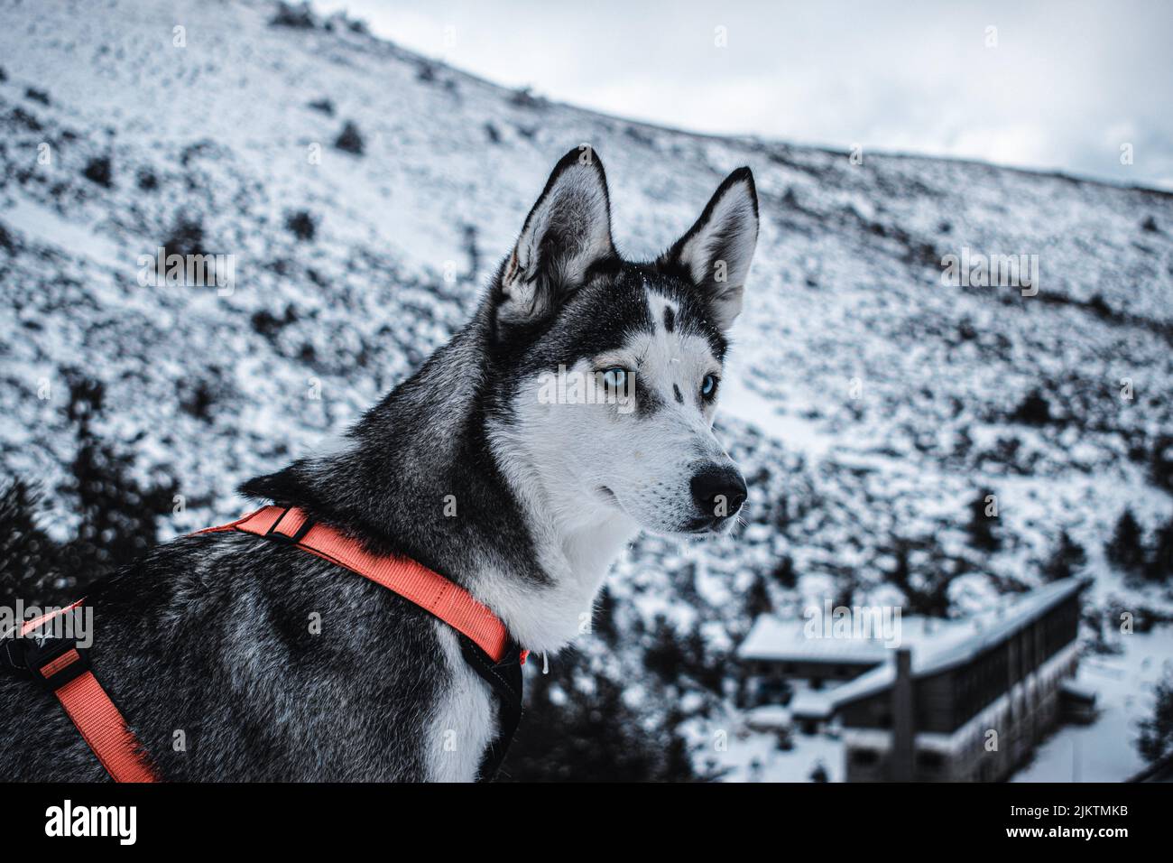 Hund genießt den Schnee in den Bergen Stockfoto