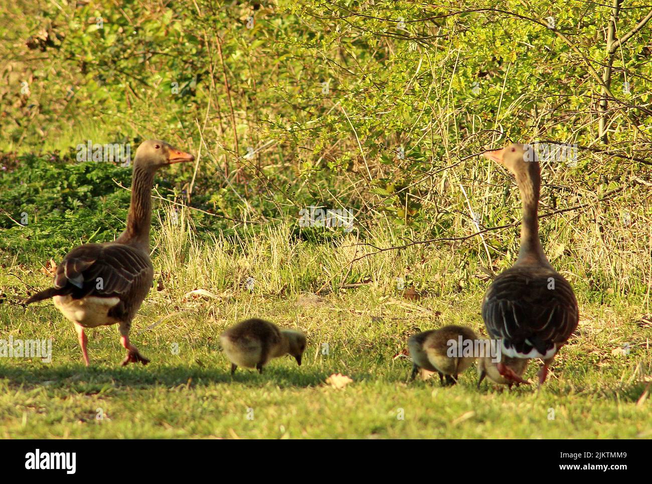 Eine Nahaufnahme der Graugänse mit Küken, die auf dem grünen Rasen spazieren. Anser anser. Stockfoto