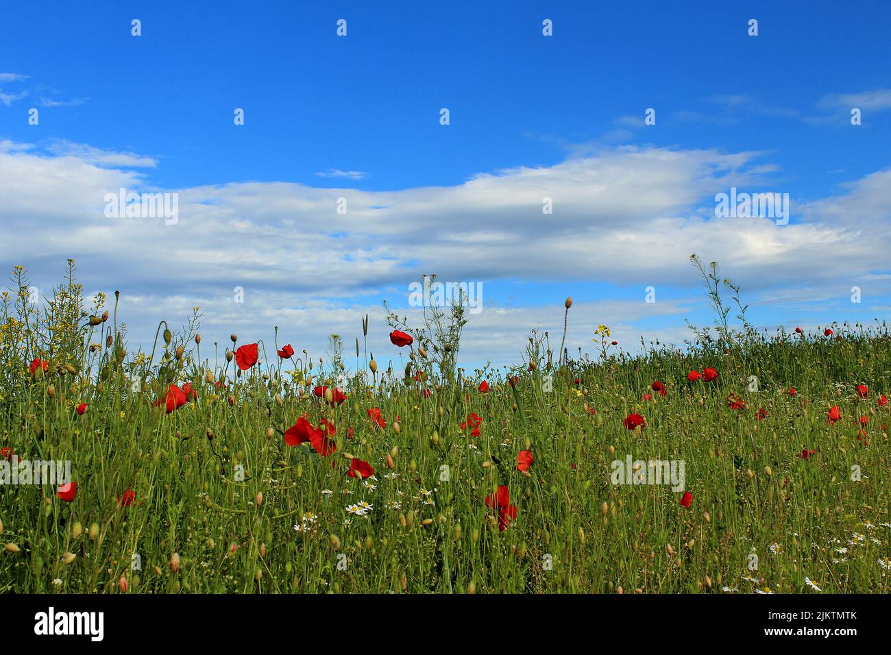 Ein malerischer Blick auf ein grünes Feld aus roten Mohnblumen unter einem blau bewölkten Himmel an einem sonnigen Tag Stockfoto