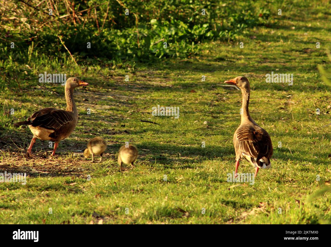 Eine Nahaufnahme der Graugänse mit Küken, die auf dem grünen Rasen spazieren. Anser anser. Stockfoto