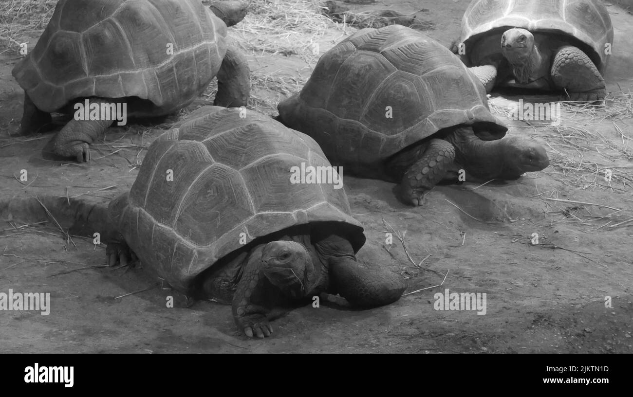 Eine Graustufenaufnahme einer Gruppe von Schildkröten, die auf dem sandigen Boden kriechen Stockfoto