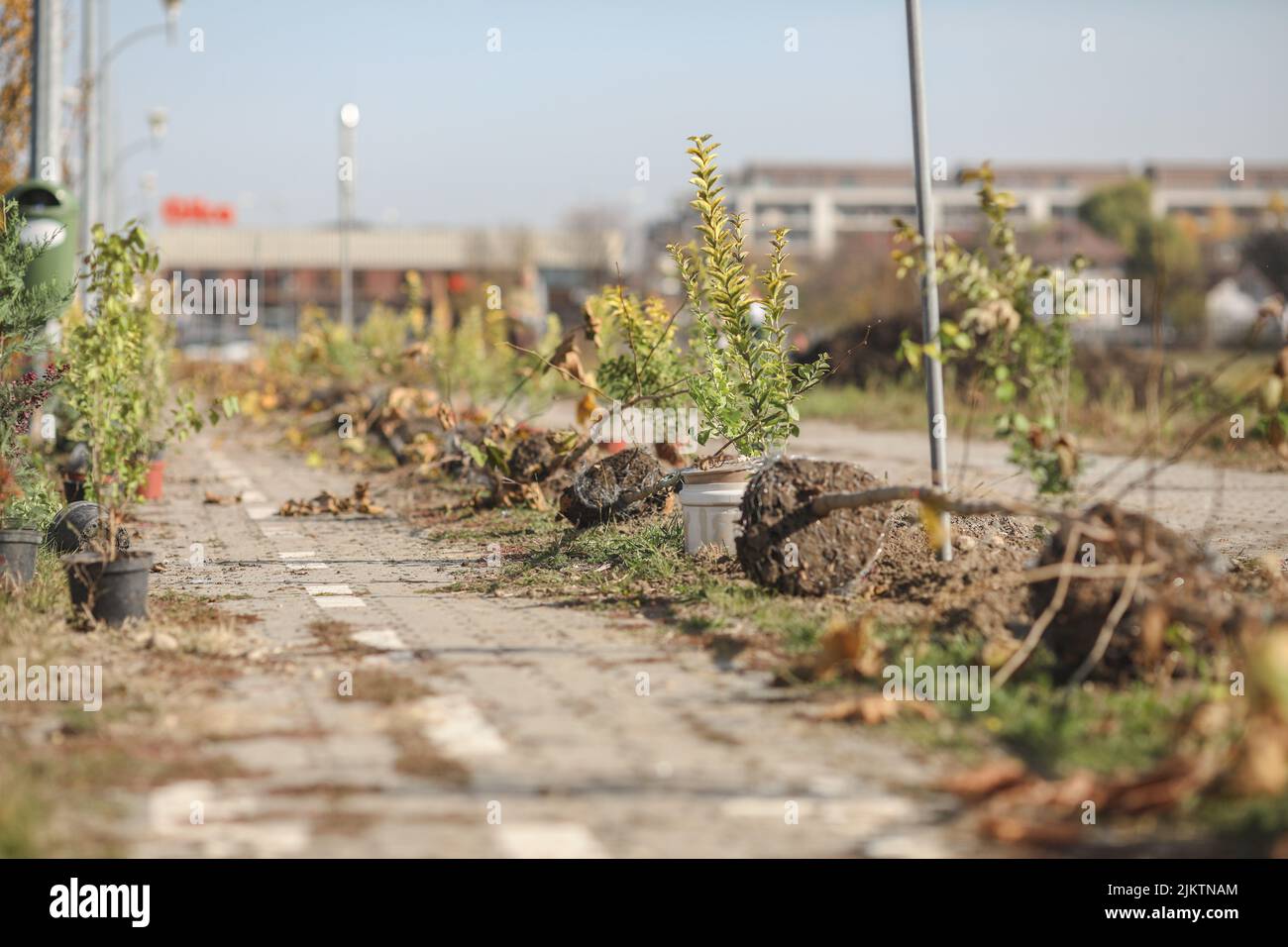 Eine selektive Fokusaufnahme von Pflanzen auf dem Bürgersteig in der Stadt Stockfoto