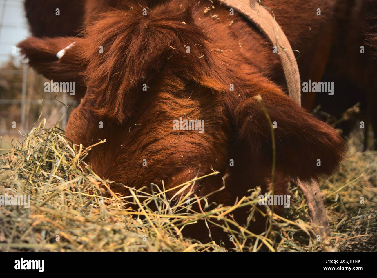 Nahaufnahme einer braunen Kuh, die im Hof Heu frisst Stockfoto