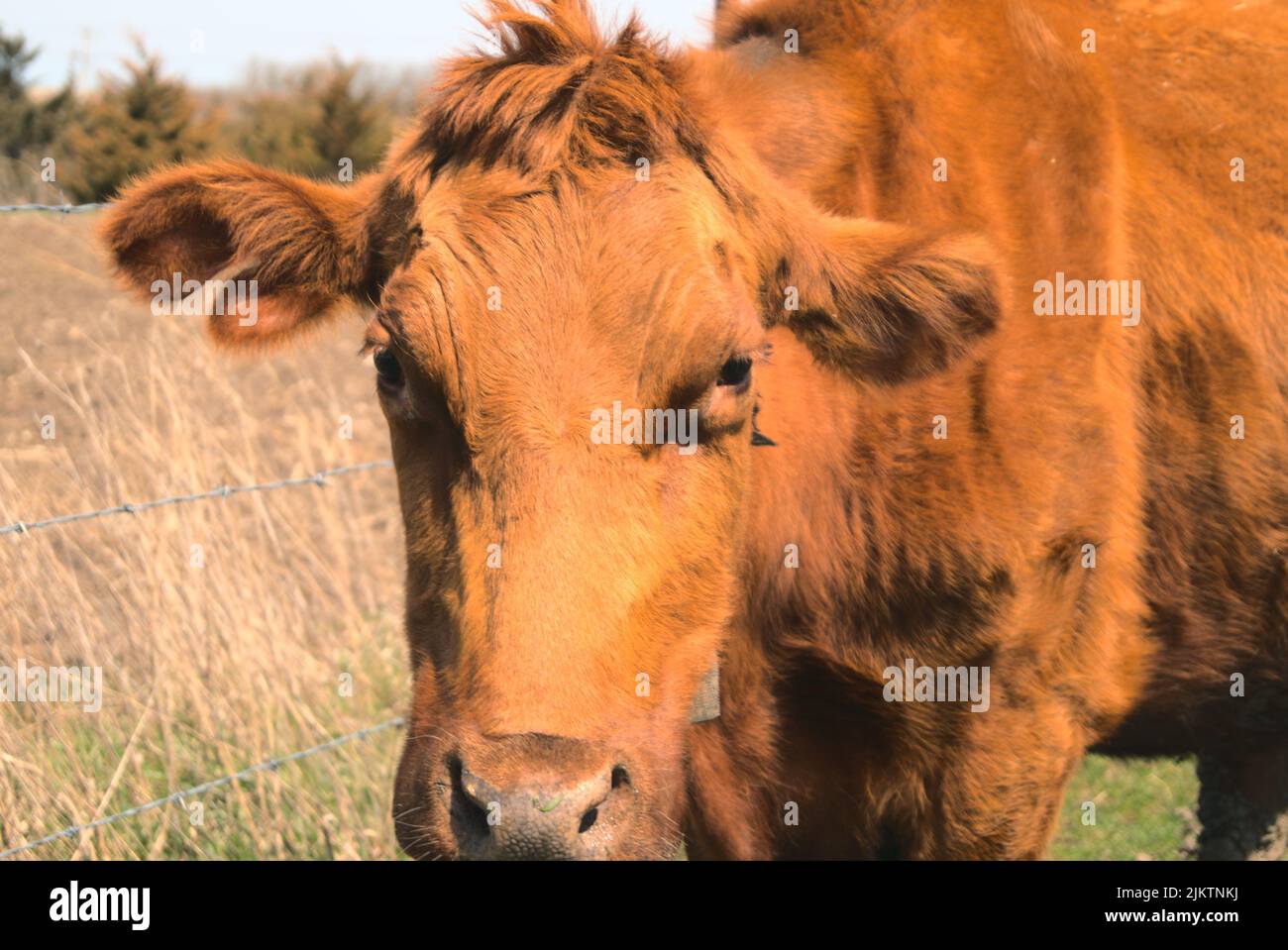 Nahaufnahme einer braunen Kuh, die auf dem Bauernhof die Kamera anschaut Stockfoto