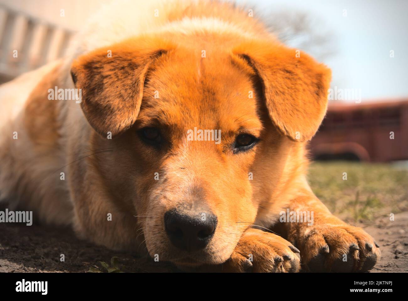 Ein goldener Welpe liegt draußen Stockfoto