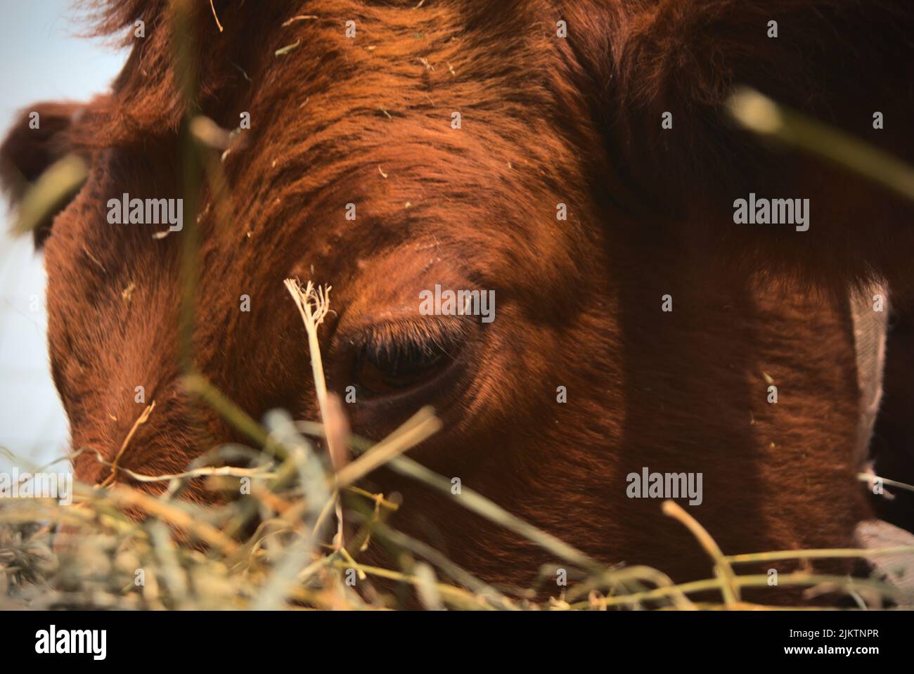 Nahaufnahme einer braunen Kuh, die im Hof Heu frisst Stockfoto