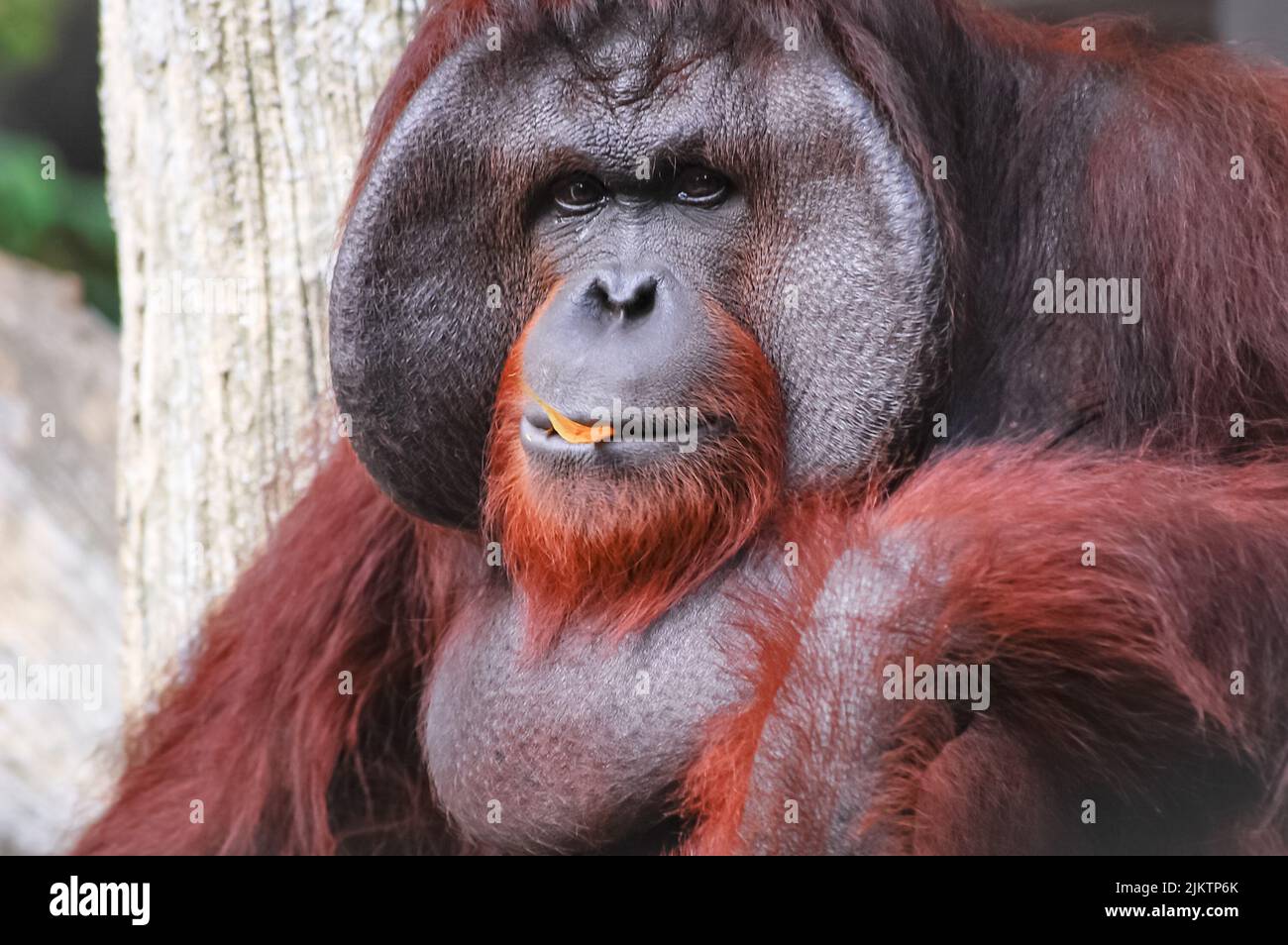 Eine Nahaufnahme eines männlichen Borneanischen Orang-Utans, Pongo pygmaeus. Stockfoto