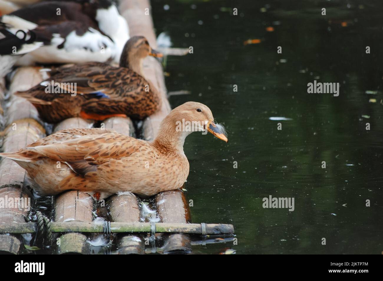 Eine Nahaufnahme der Enten, die auf dem Holzfloß ruhen. Stockfoto