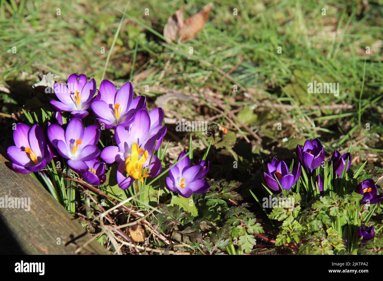 Eine Nahaufnahme des Käfers, der in der Nähe des Crocus Vernus fliegt. Frühlingscrocus, Riesencrocus. Stockfoto