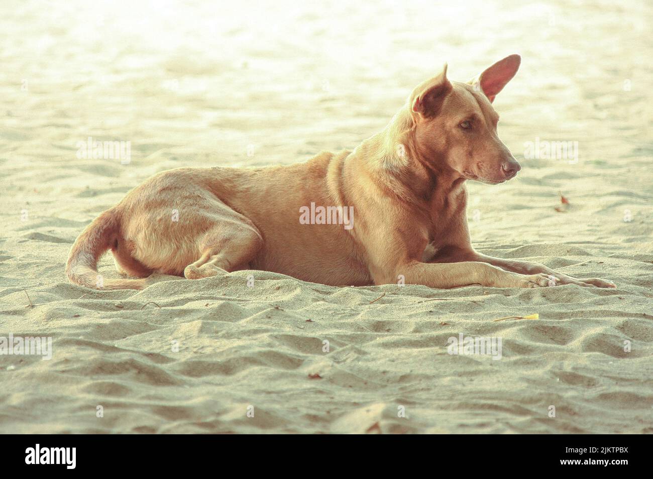Nahaufnahme eines braunen Hundes, der auf dem Sand liegt. Stockfoto
