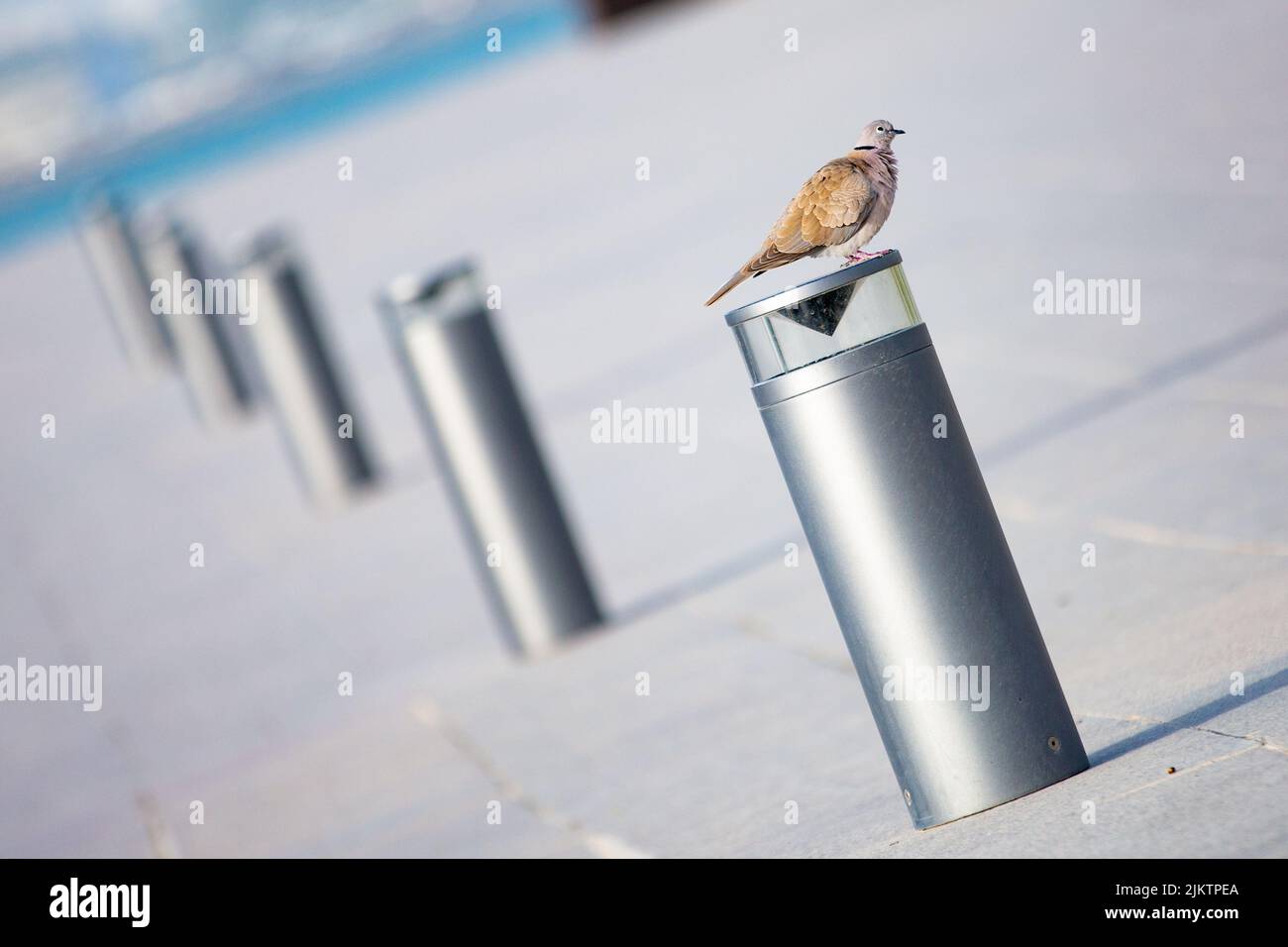 Nahaufnahme eines Vogels Stockfoto