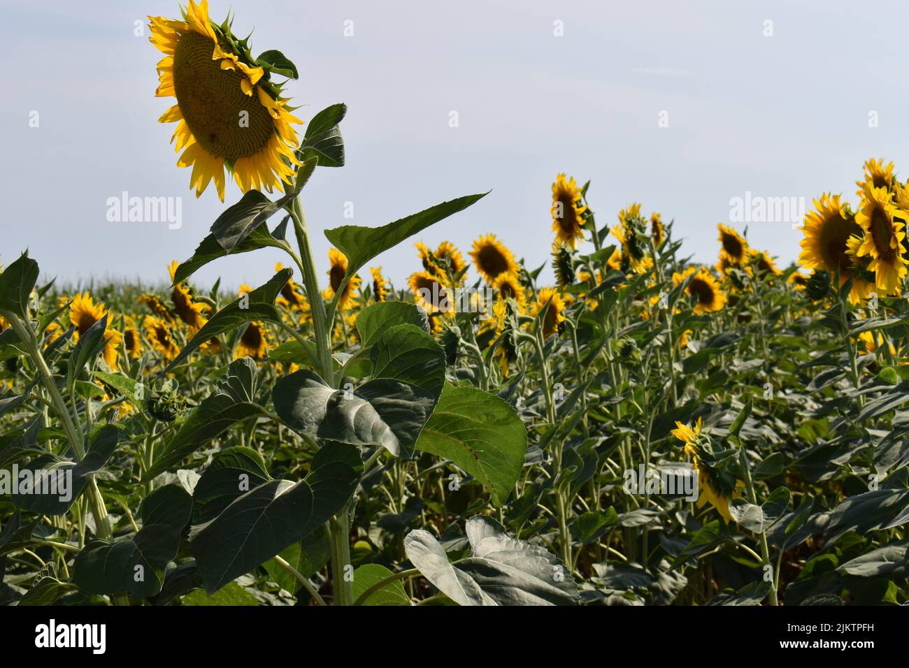 Ein schönes Sonnenblumenfeld in voller Blüte an einem sonnigen Tag Stockfoto
