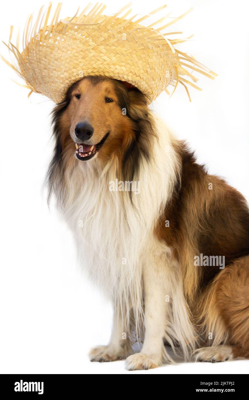 collie Hund mit Strohhut, um die Junina Feiertage isoliert auf weiß zu feiern Stockfoto