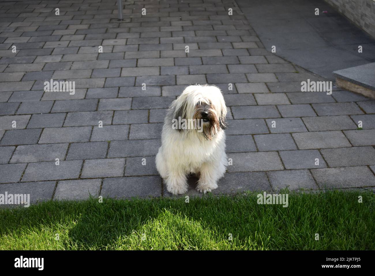 Eine Aufnahme eines Tibetischen Terrier auf einem Bürgersteig neben einem gemähten Rasen Stockfoto