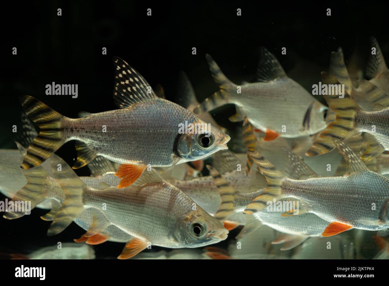 Eine Schule von silbernen Prochilodus-Fischen, die in einem Aquarium schwimmen Stockfoto