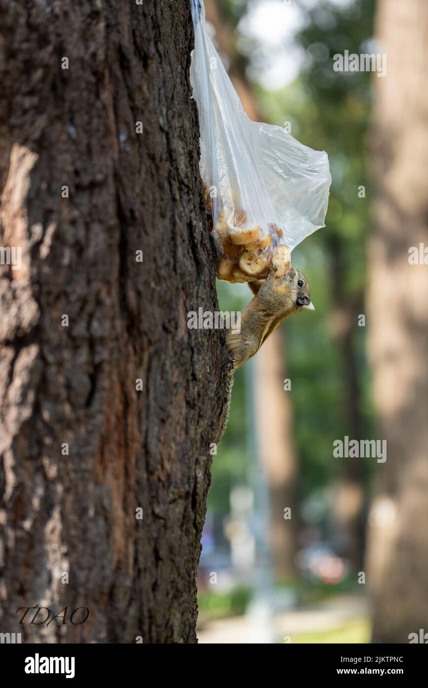 Eine vertikale, flache Fokusaufnahme eines Eichhörnchens, das eine Banane frisst, hängt von einem Baum in einer Plastiktüte Stockfoto