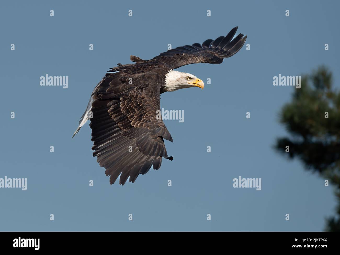 Nahaufnahme eines Weißkopfseeadlers im Flug Stockfoto