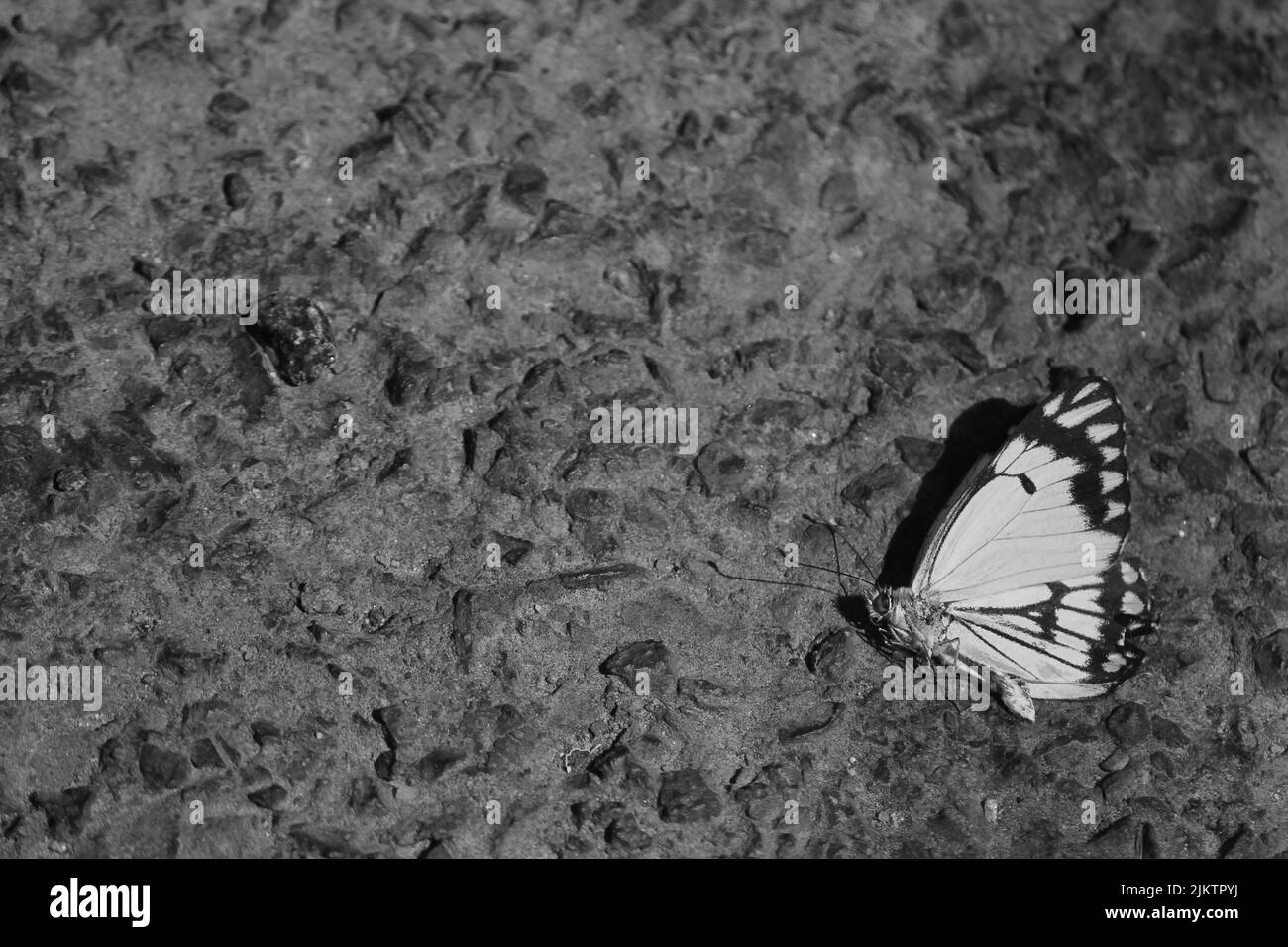 Eine Graustufenaufnahme eines Schmetterlings (Belenois aurota) auf seiner Seite, auf dem Boden Stockfoto