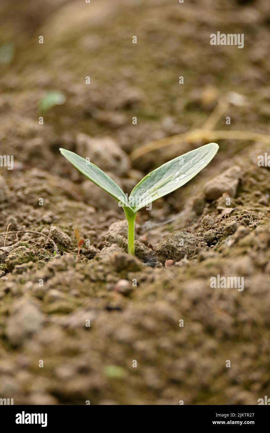 Nahaufnahme der reifen grünen runden Kürbisweinpflanze Sämling und Bodenhaufen in der Farm weichen Fokus natürlichen grün braunen Hintergrund. Stockfoto