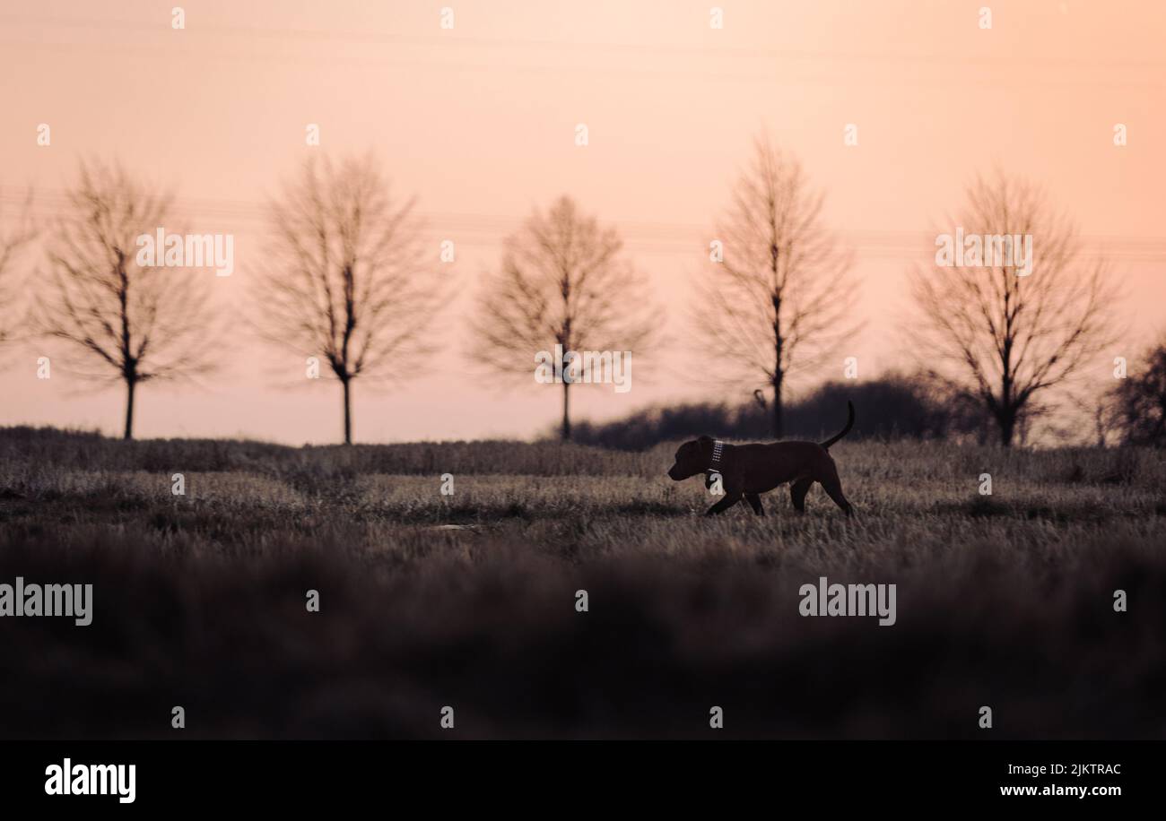 Ein Hund, der auf Gras im Hintergrund einer Silhouette von blattlosen Bäumen läuft. Stockfoto