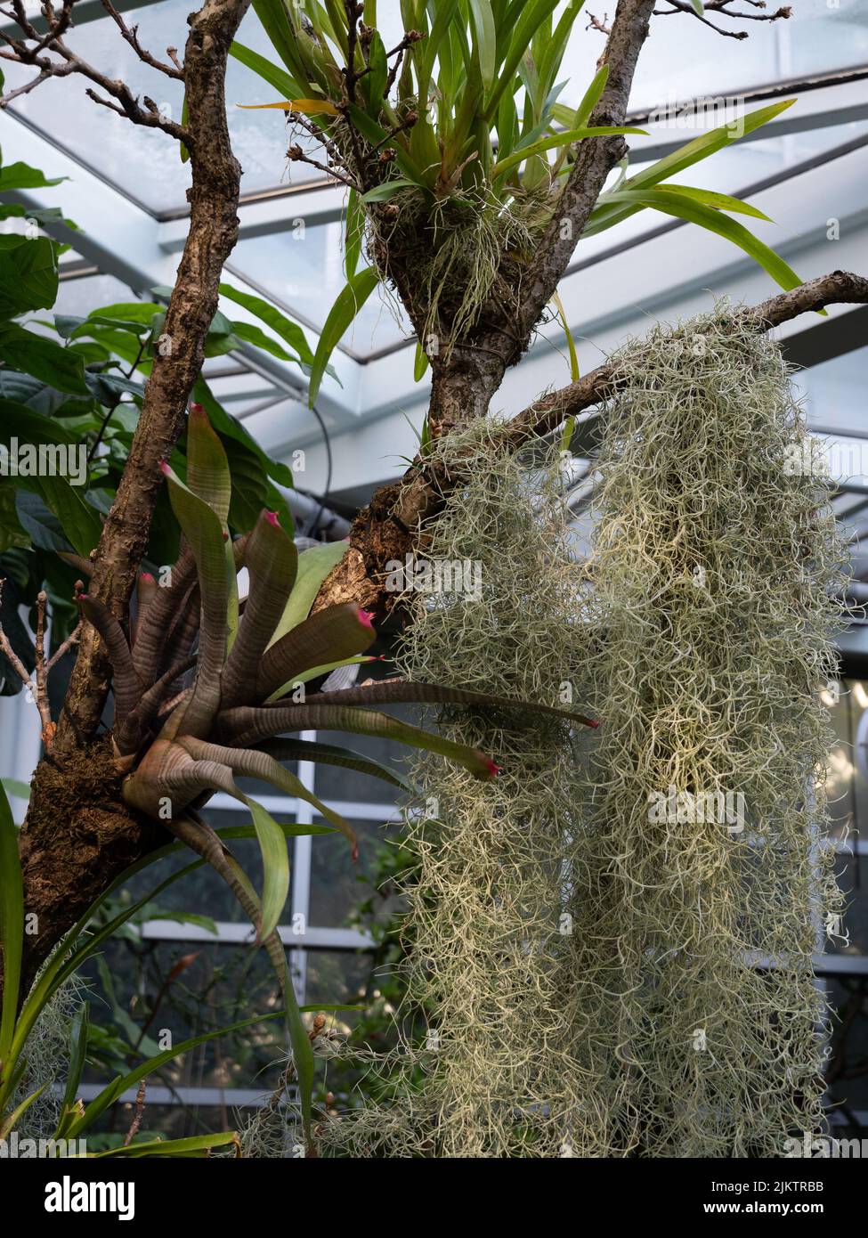 Eine vertikale Nahaufnahme eines tropischen Baumes mit verschiedenen Blättern darauf Stockfoto