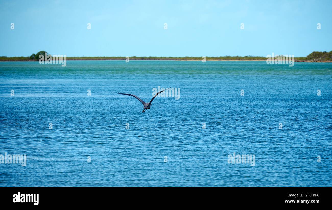 Die Nahaufnahme von türkisfarbenen Meereswellen und einer grünen Inselbucht sowie einer Möwe, die über dem Meer fliegt Stockfoto