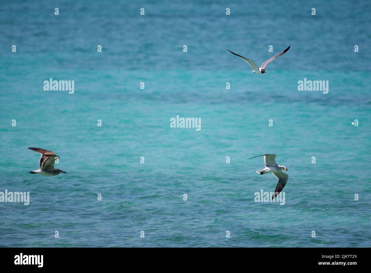 Die Nahaufnahme von fliegenden Möwen über einem türkisfarbenen Meer Stockfoto