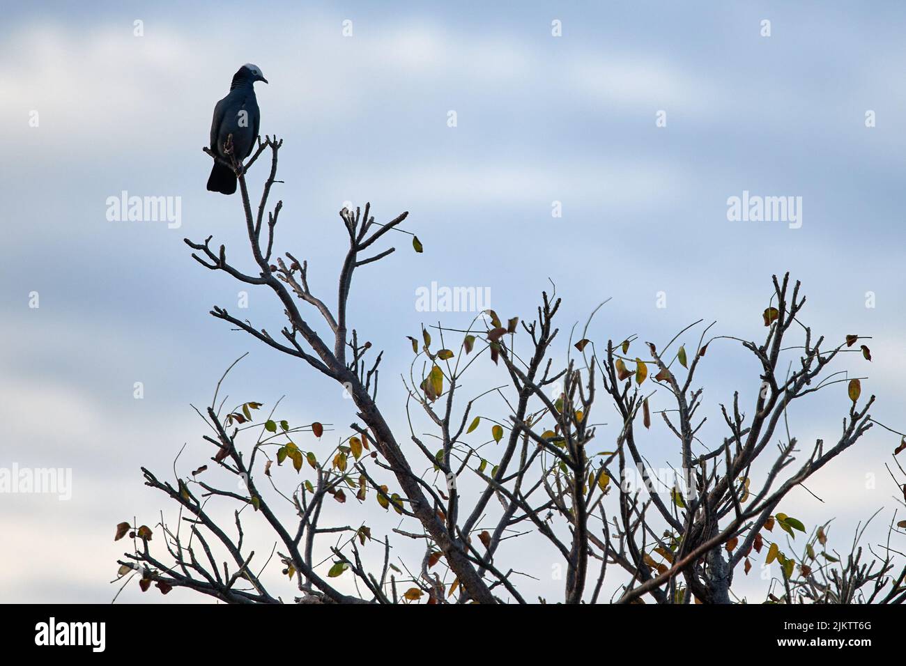 Eine Nahaufnahme einer weißgekrönten Taube, die am Rand eines Baumzweiges sitzt Stockfoto