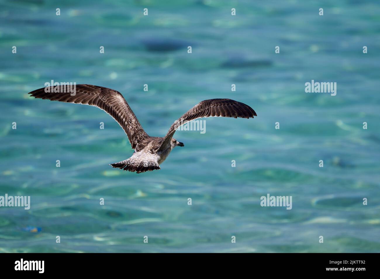 Die Nahaufnahme einer fliegenden Möwe über einem türkisfarbenen Meer Stockfoto