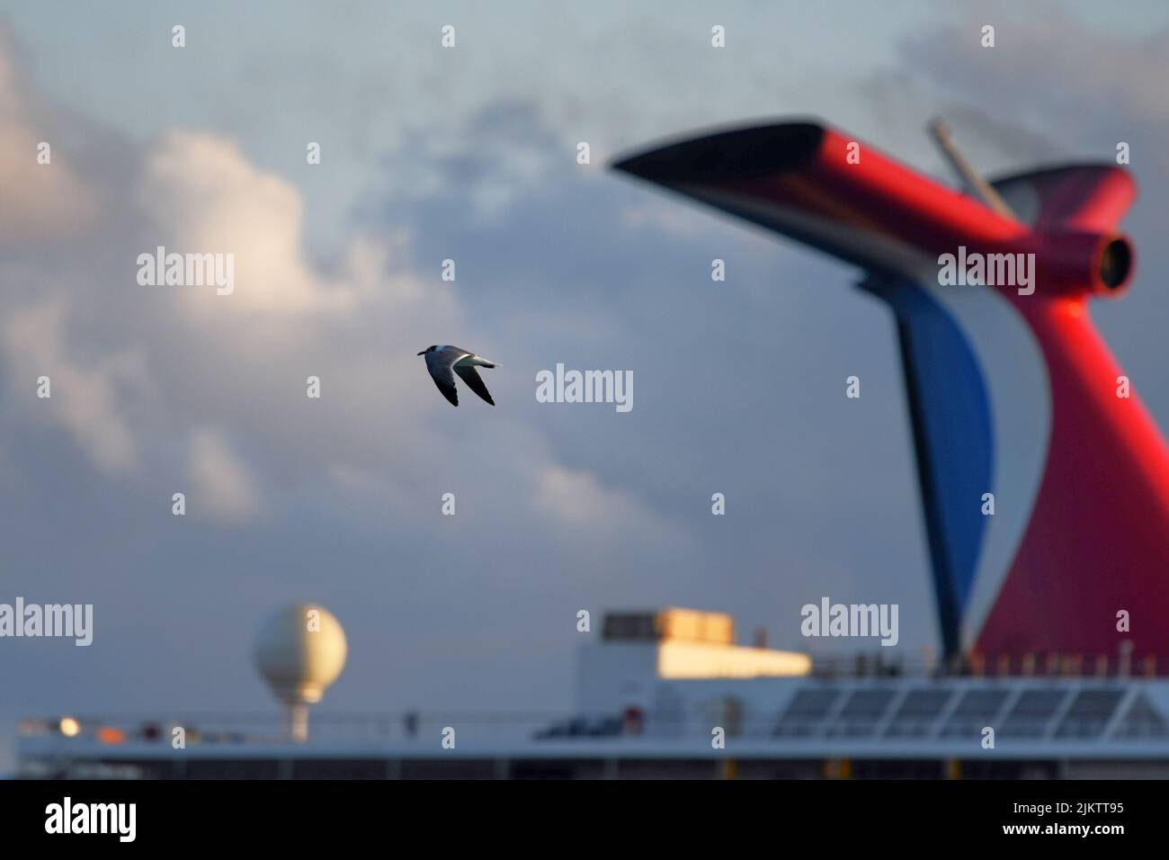 Eine graue Möwe, die mit einem verschwommenen Hintergrund eines rot-blau-weißen Trichters von Carnival Cruise fliegt Stockfoto