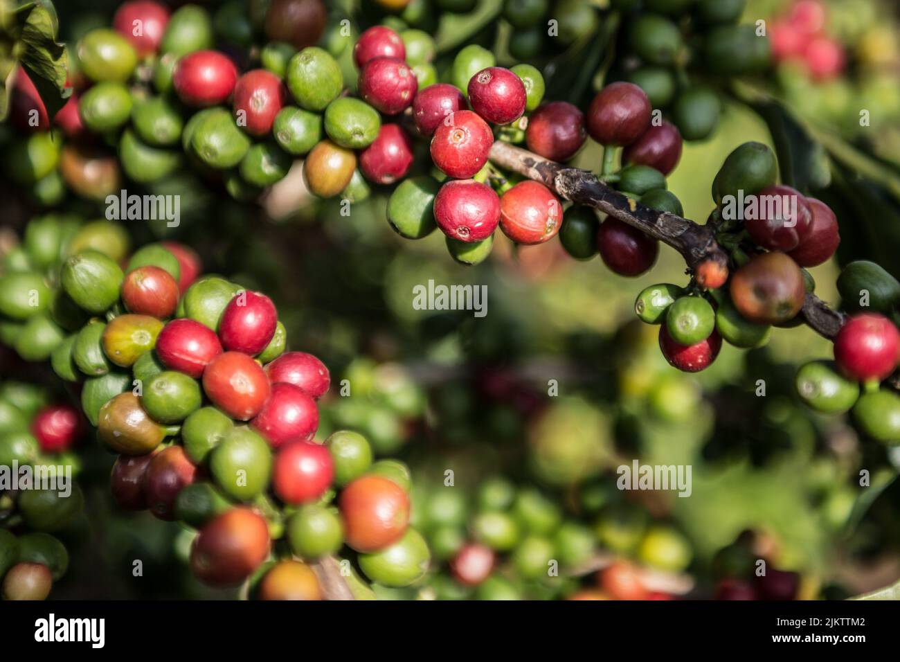 Eine Nahaufnahme der arabica-Kaffeepflanze mit roten und grünen Kaffeebohnen unter der Sonne Stockfoto