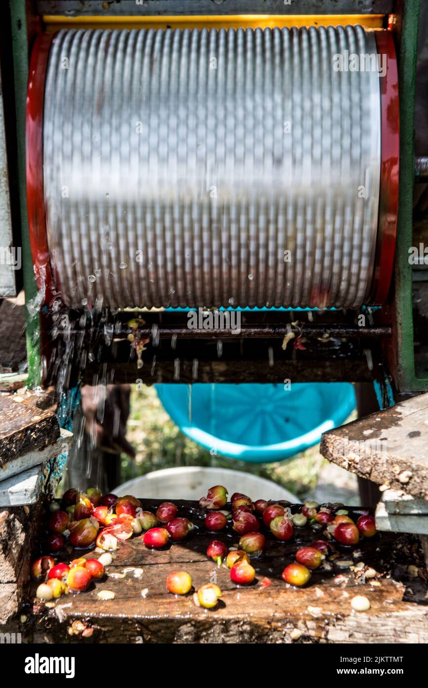 Eine Nahaufnahme eines frischen Kaffeebohnen-Schäler, einer Peeling-Maschine, die die Kaffeebohnen-Haut in kenia entfernt Stockfoto