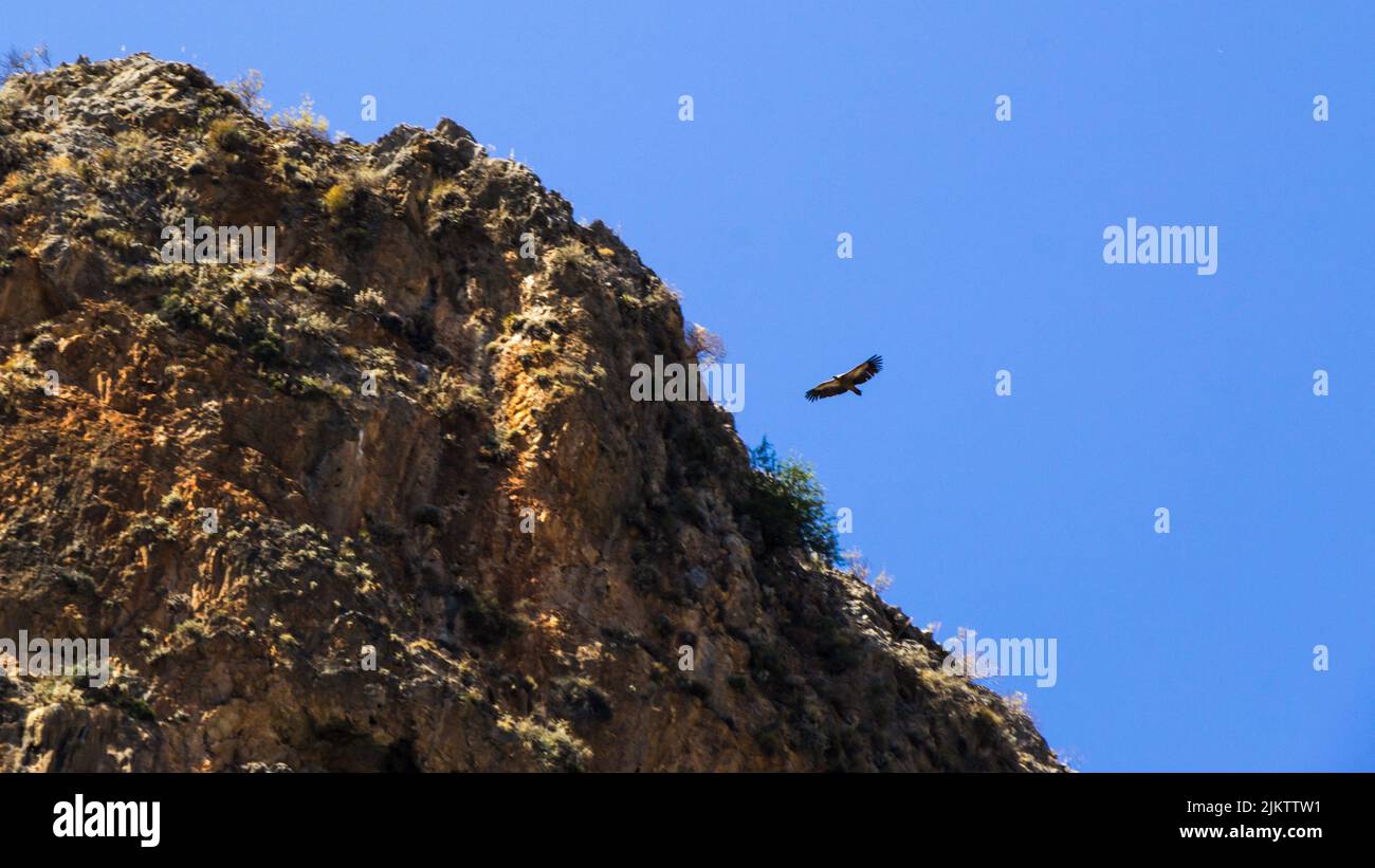 Ein Geier be der Aradena Schlucht Stockfoto
