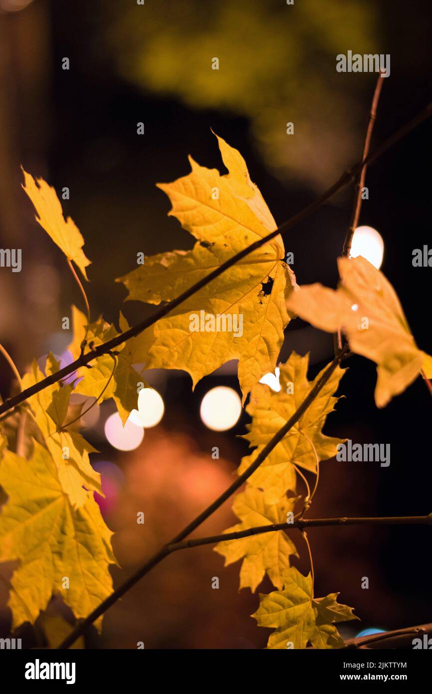 Golden Maple Blätter in den unscharfen Hintergrund mit Bokeh-Effekt Lichter Stockfoto