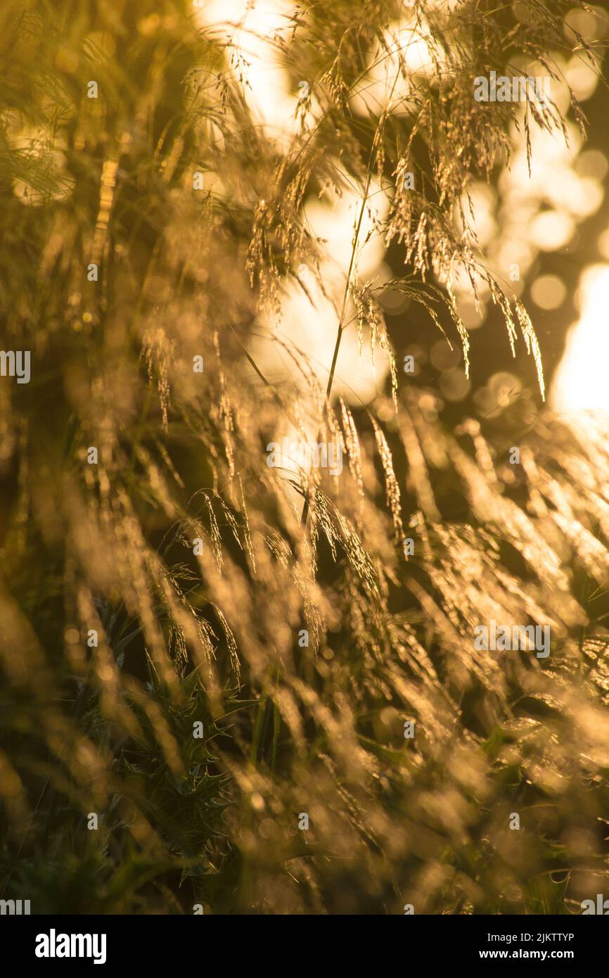 Eine vertikale Aufnahme von Roggenohren im Sonnenlicht Stockfoto