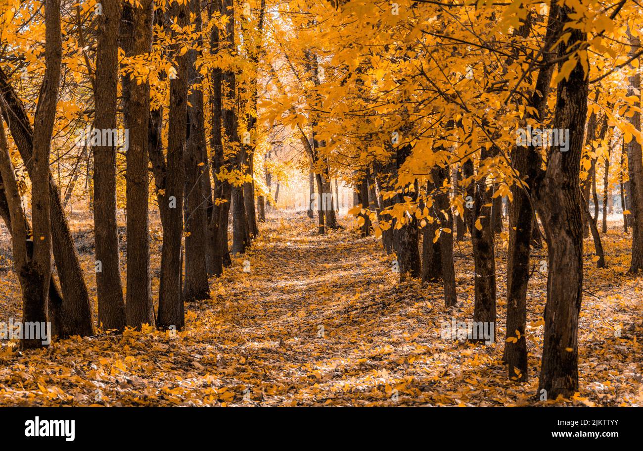 Ein Pfad im Herbstpark mit goldenem Laub Stockfoto