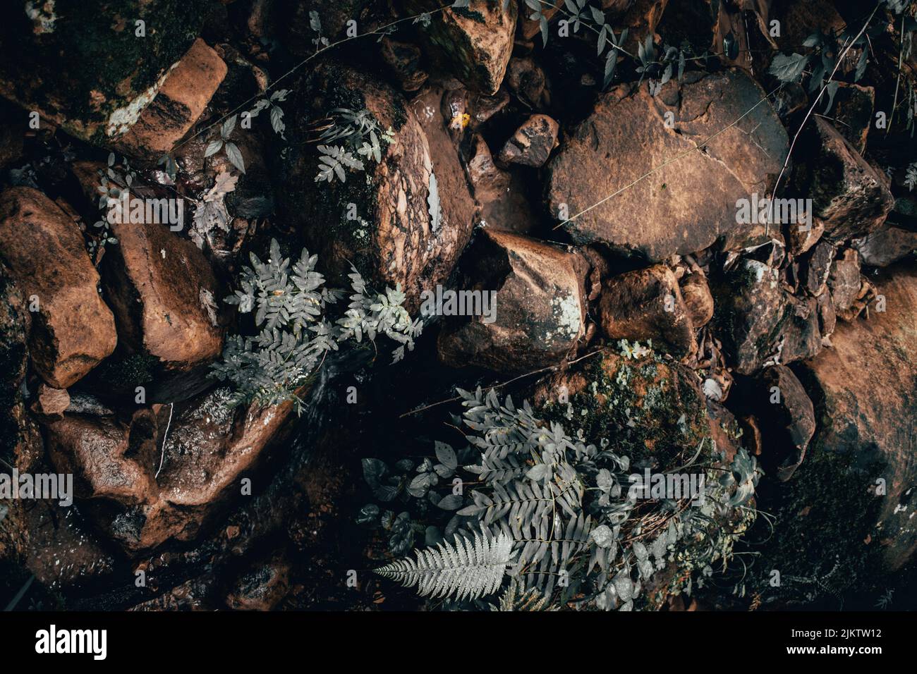 Eine herbstliche Textur aus rauhen Felsen, Holzstücken und Pflanzenblättern im Wald Stockfoto