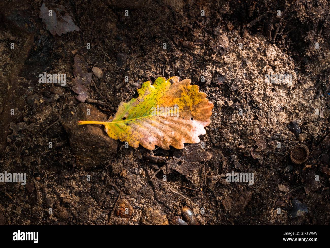 Ein trockenes Herbstblatt auf steinigem Boden im Wald Stockfoto