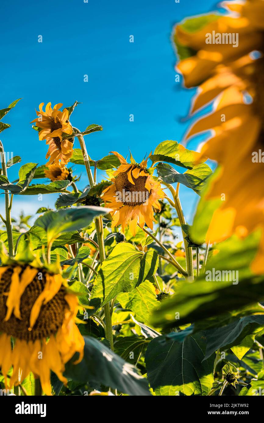 Eine vertikale Aufnahme von Sonnenblumen auf dem Feld Stockfoto