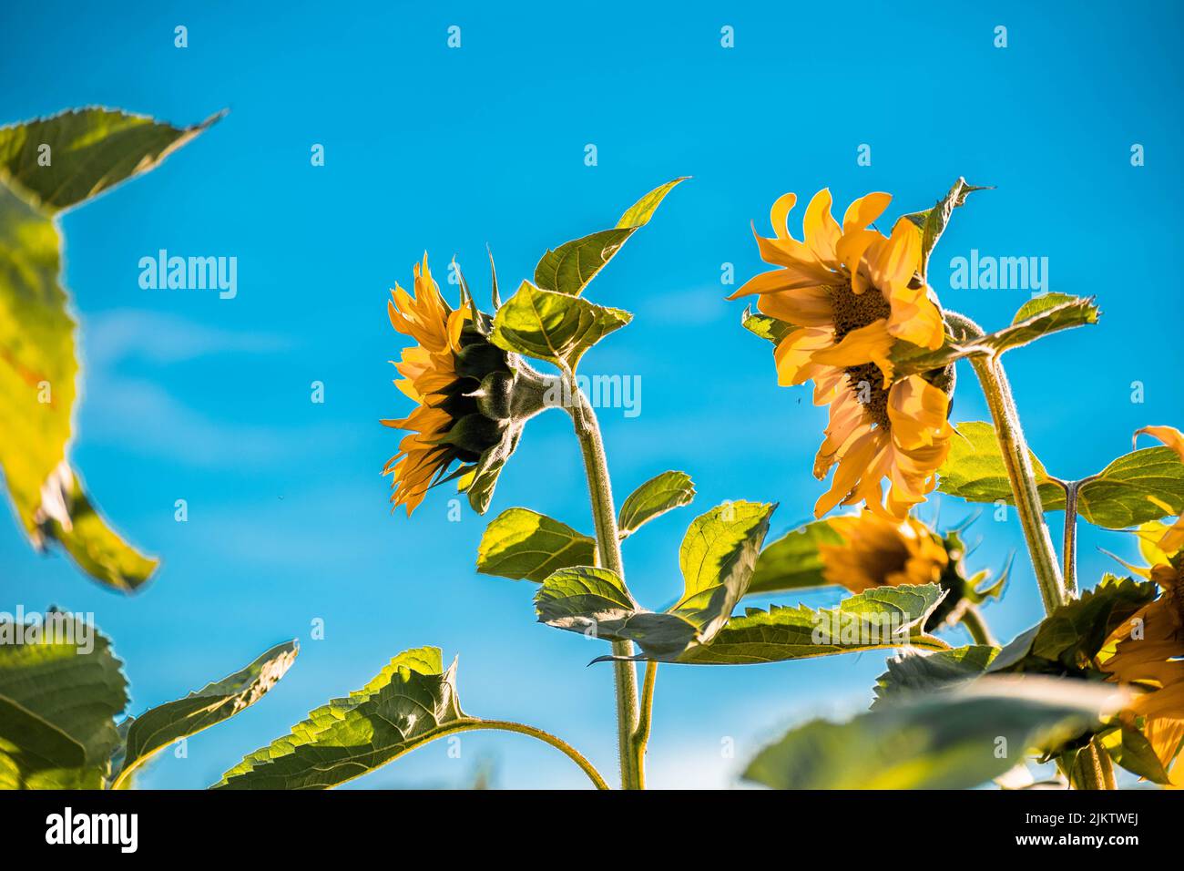 Eine Aufnahme von Sonnenblumen in einem niedrigen Winkel auf dem Feld auf einem blauen Himmel Hintergrund Stockfoto