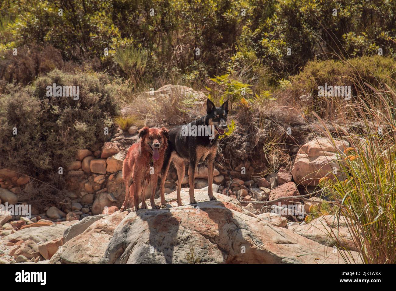 Die Hunde stehen auf den Steinen im Wald Stockfoto