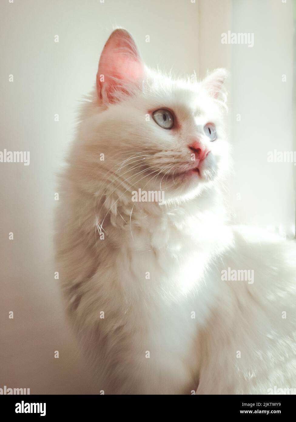Eine vertikale Nahaufnahme einer schönen, flauschigen weißen Katze Stockfoto
