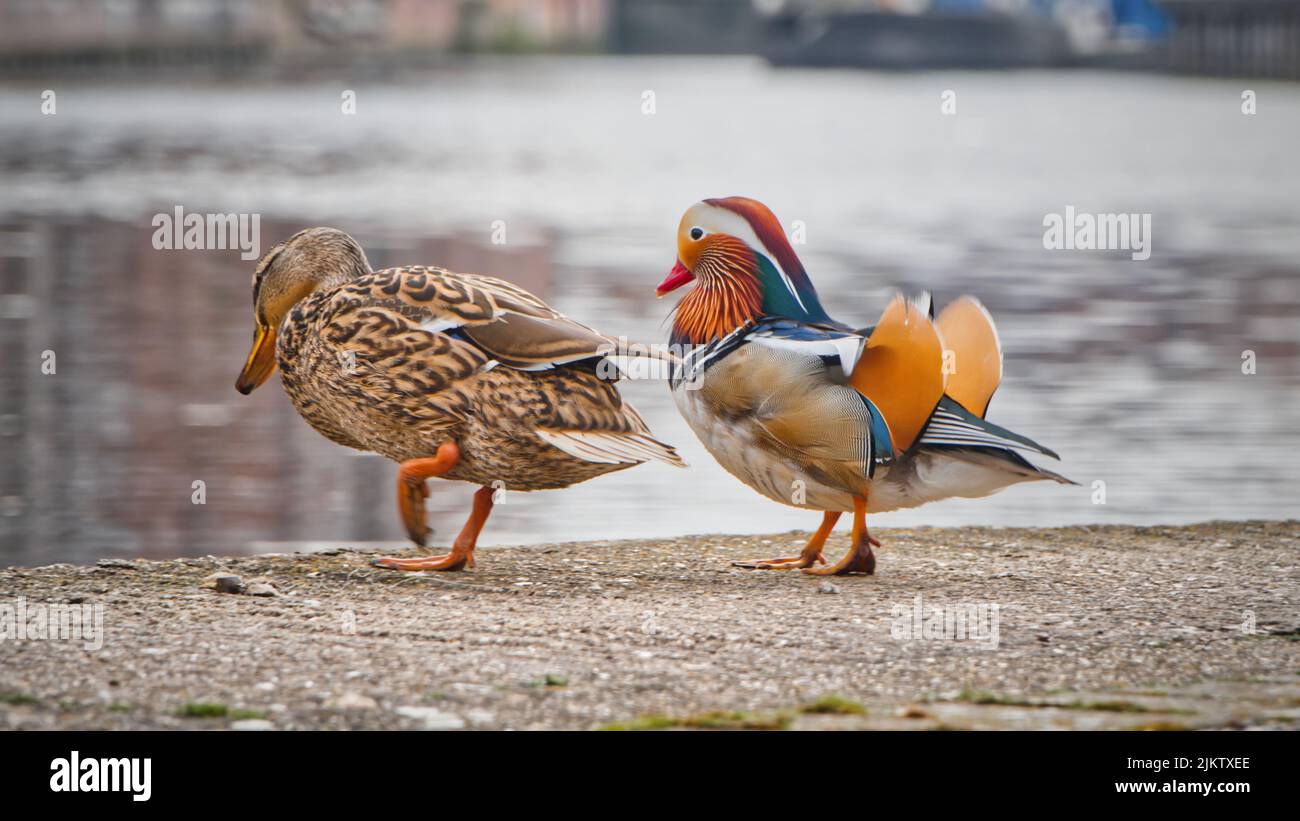 Eine Mandarinente und rouen-Ente am Wasser in Newark, Nottinghamshire, England, Großbritannien Stockfoto